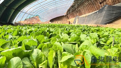 大棚蔬菜如何选择的安防监控设备？